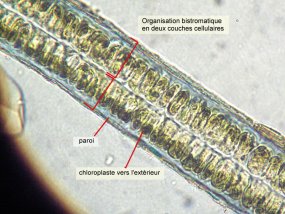 ulva sp.